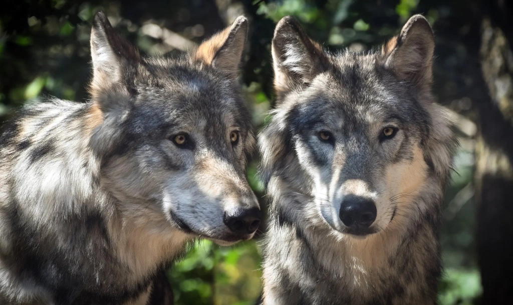 Les parcs animaliers proche du Parc Naturel Régional de l'Aubrac