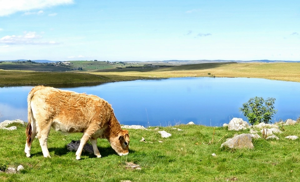 Tourisme local à Fournels : Découvrez le Parc Naturel Régional de l’Aubrac Tourisme local à Fournels : Découvrez le Parc Naturel Régional de l’Aubrac