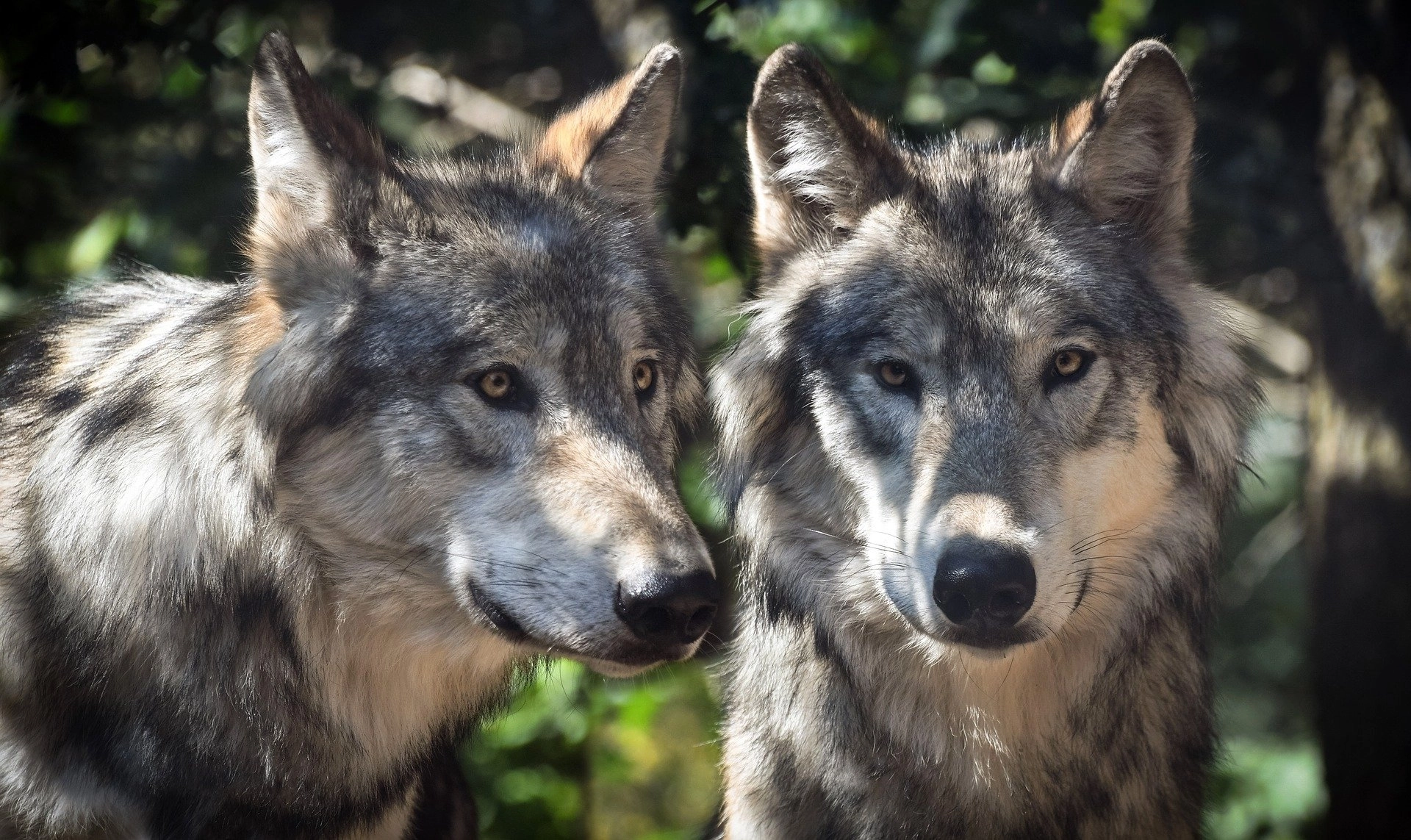 Les parcs animaliers proche du Parc Naturel Régional de l'Aubrac Les parcs animaliers proche du Parc Naturel Régional de l'Aubrac